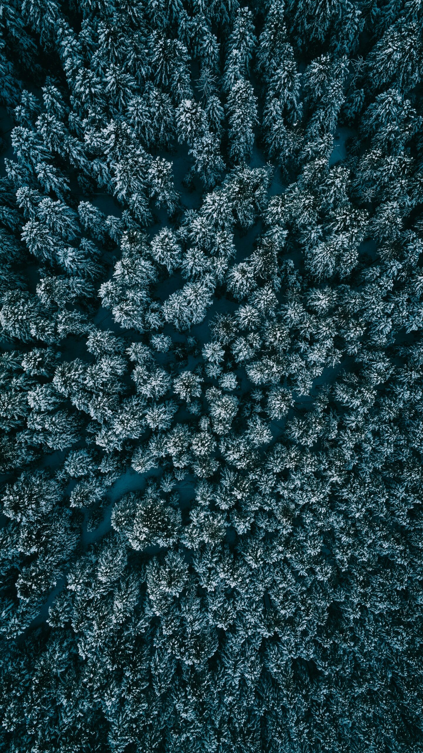 Frostig skog sedd ovanifrån