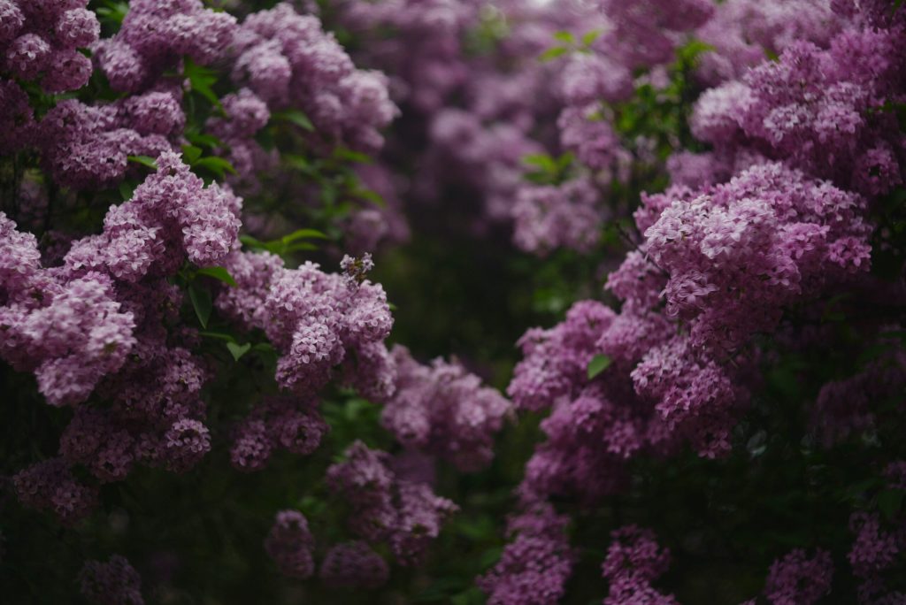 Blommande syrenbuskar
